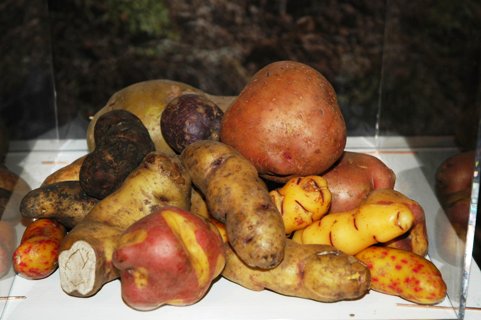 Kartoffeln aus Peru