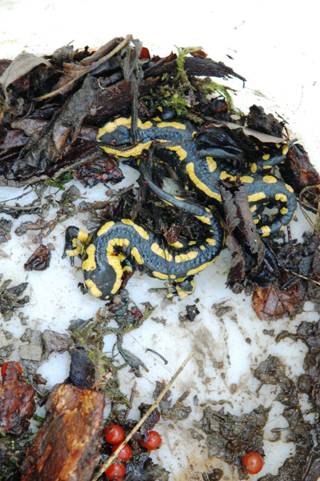 Salamander-Paar
