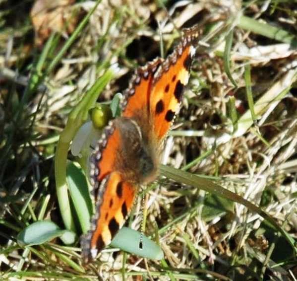 Huftschuss - Frühlingsschmetterling