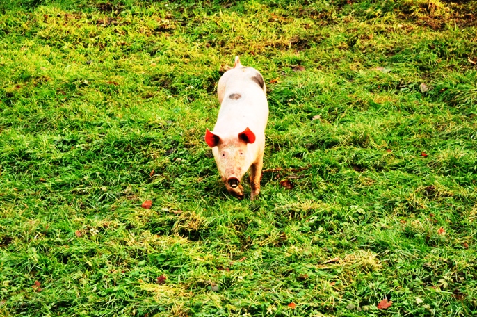 Schwein 1