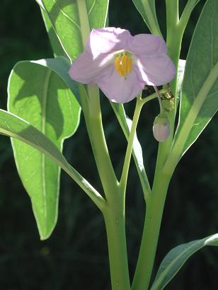 Solanum Glaucophyllum
