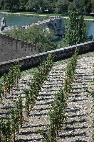 Avignon vins des Papes