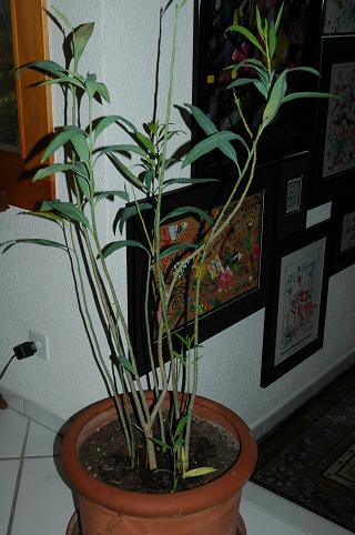 Solanum Glaucophyllum