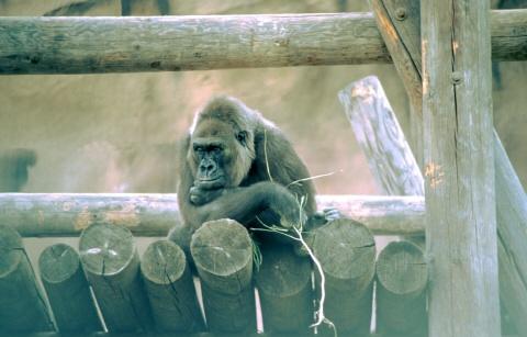 Gorilla hat ne Villa im Zoo