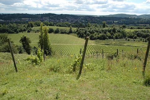 Denbies bad vineyard