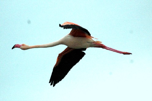 fliegender Flamingo